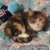 trex_kitty12